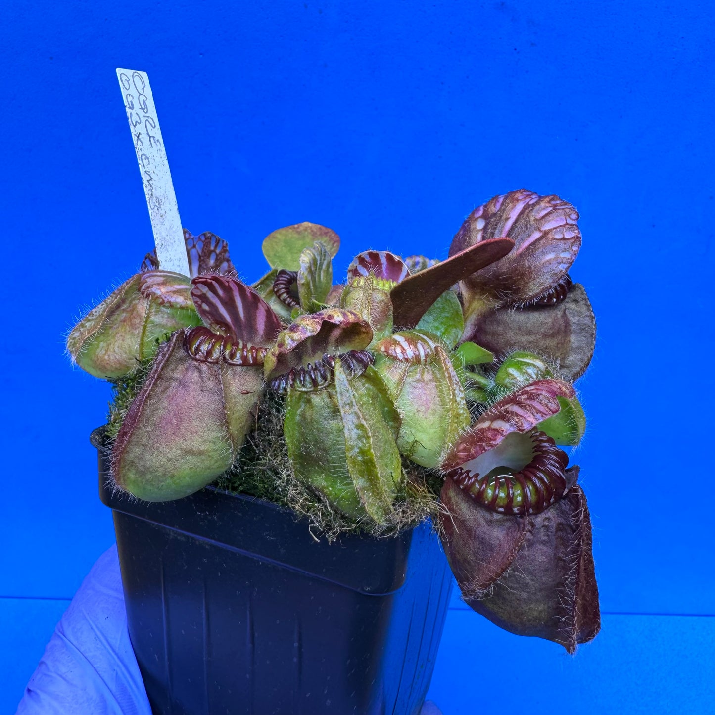 Cephalotus follicularis “Ogre” (‘OG Black’ X “Coalmine Beach”) XL