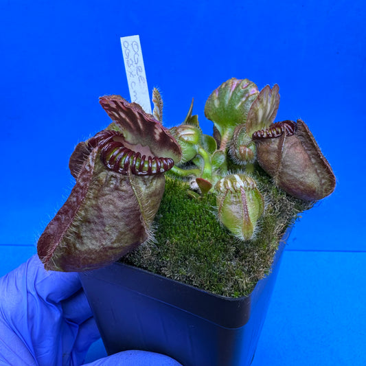 Cephalotus follicularis “Ogre” (‘OG Black’ X “Coalmine Beach”) L