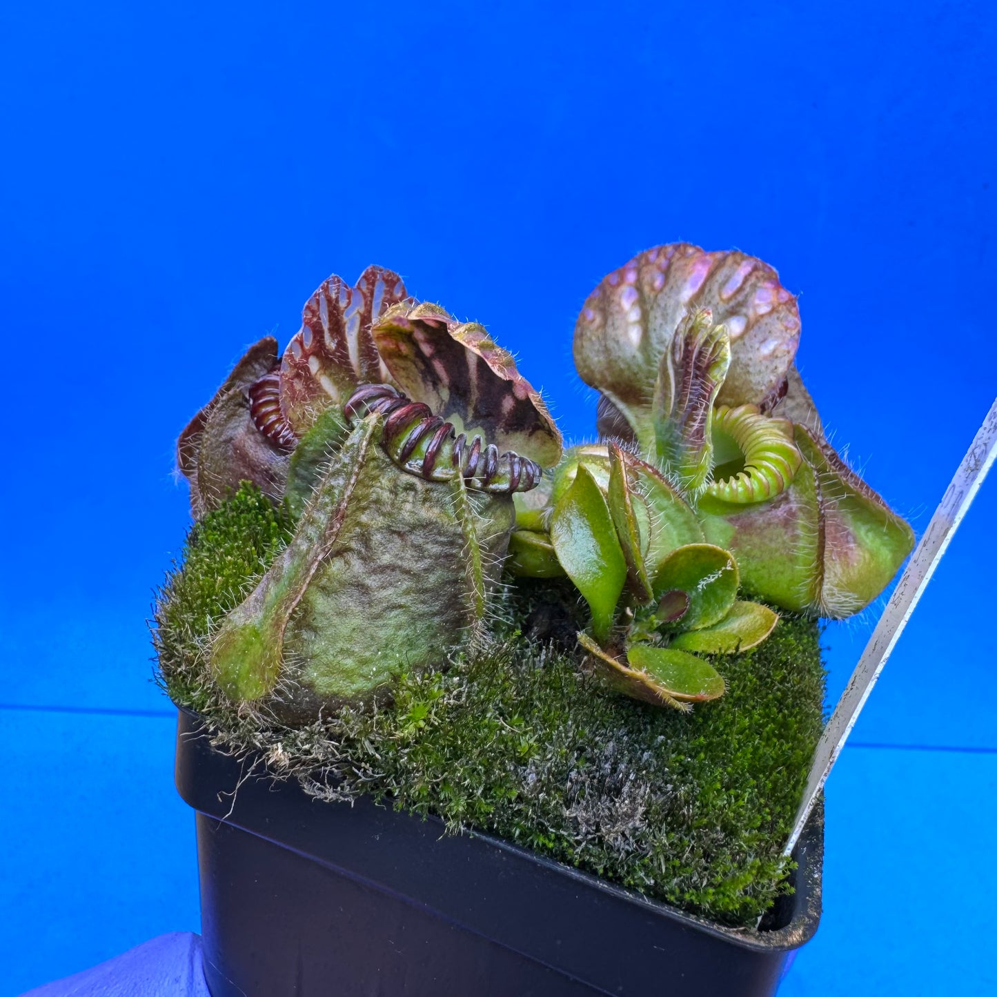 Cephalotus follicularis “Ogre” (‘OG Black’ X “Coalmine Beach”) L