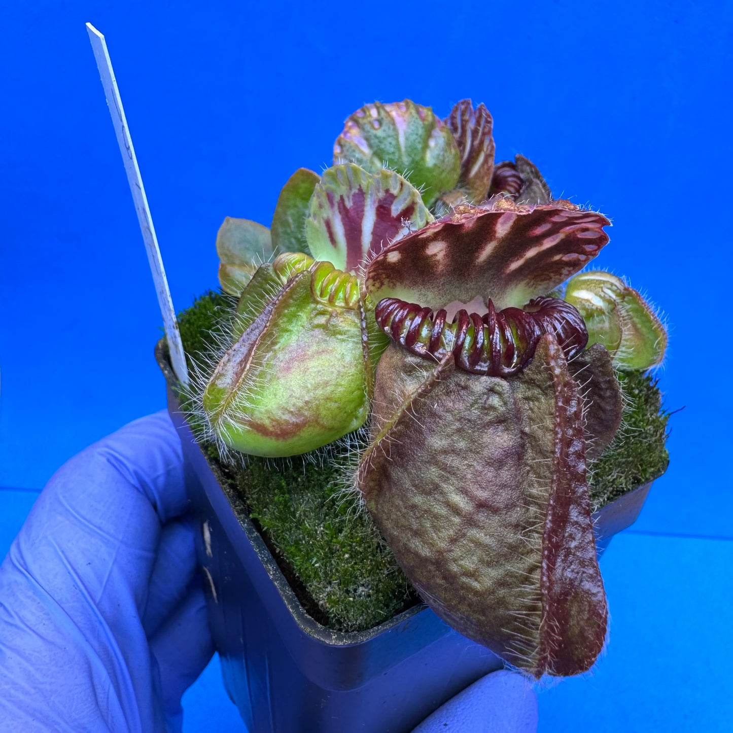 Cephalotus follicularis “Ogre” (‘OG Black’ X “Coalmine Beach”) L