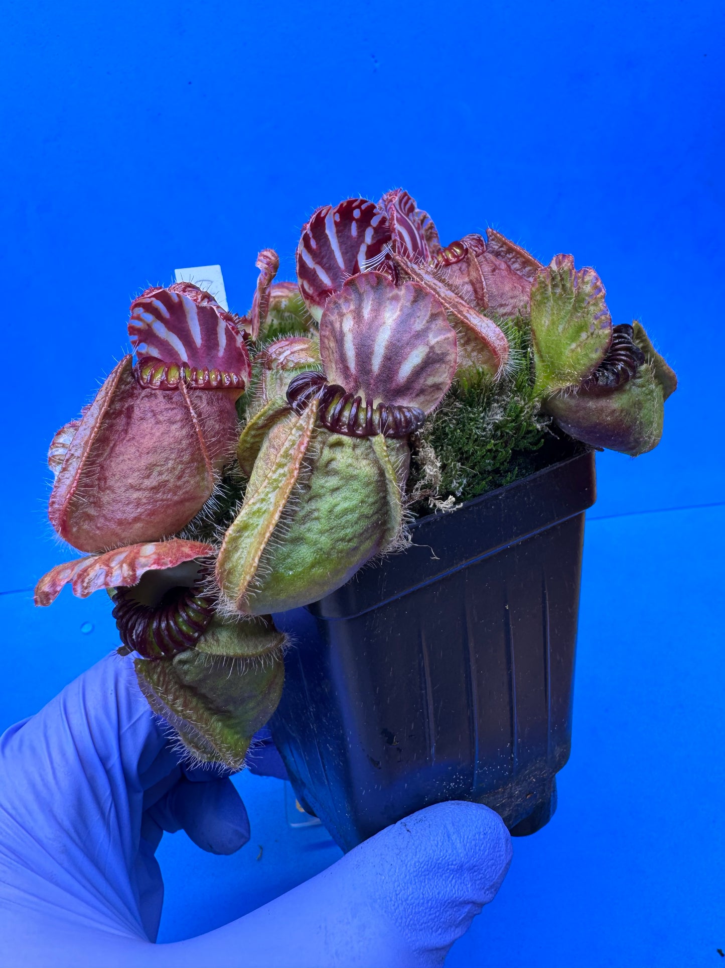 Cephalotus follicularis “UC Davis” XXXL