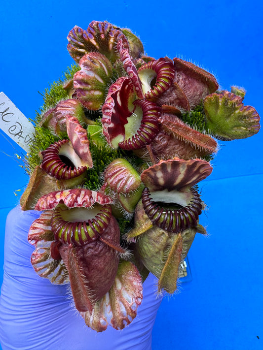 Cephalotus follicularis “UC Davis” XXXL