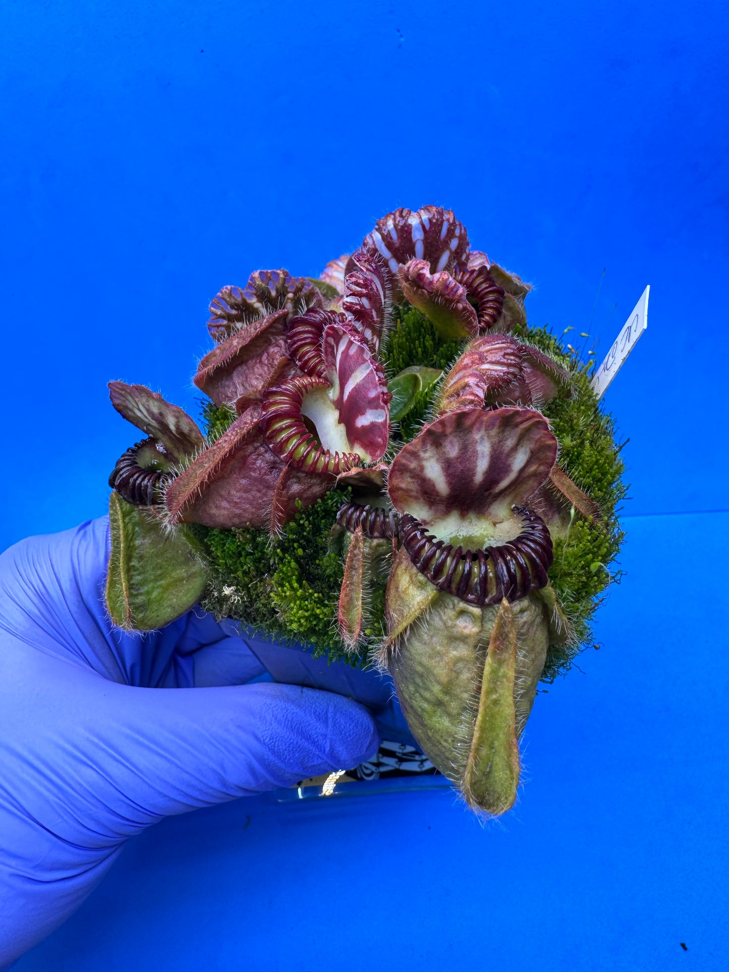 Cephalotus follicularis “UC Davis” XXXL