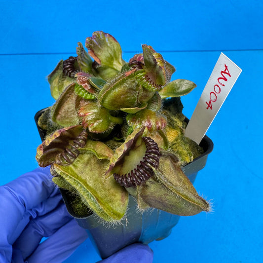 Cephalotus follicularis “Anthracite” (“Coalmine Beach” X ‘OG Black’)