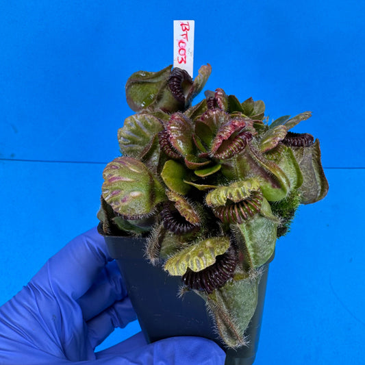 Cephalotus follicularis “Bogtanical” (‘OG Black’ X “UC Davis”)