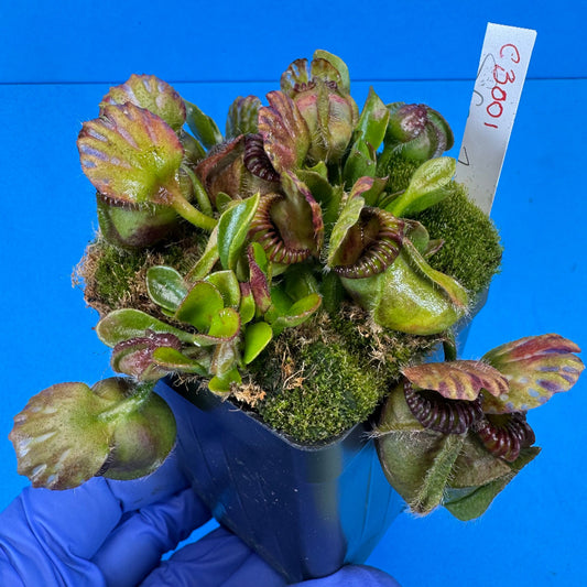 Cephalotus follicularis “Coalbog” (“Coalmine Beach” X ‘OG Black’)