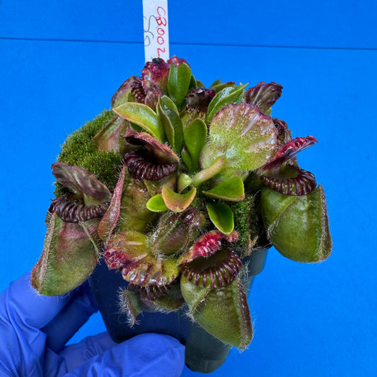 Cephalotus follicularis “Coalbog” (“Coalmine Beach” X ‘OG Black’)