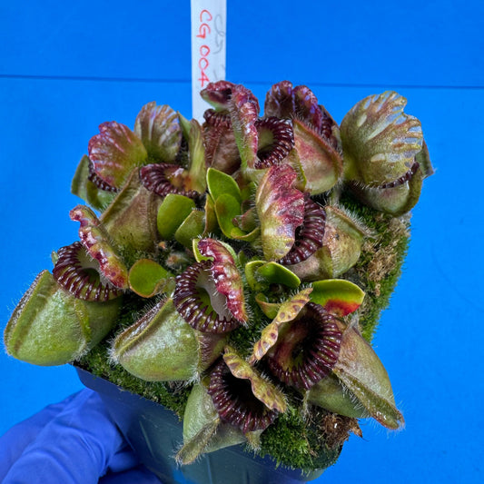 Cephalotus follicularis “Cubgod” (“UC Davis” X ‘OG Black’)