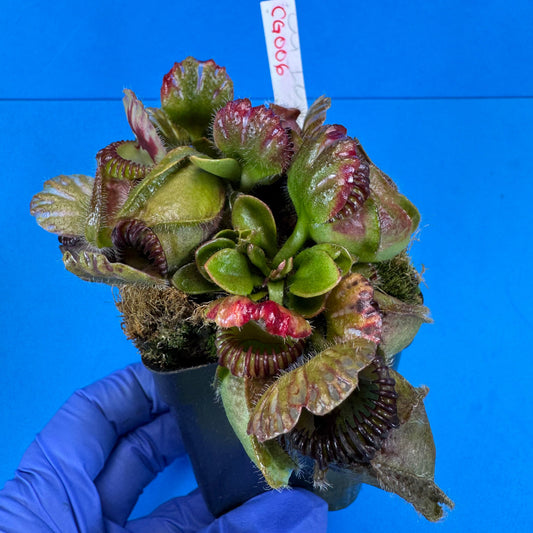 Cephalotus follicularis “Cubgod” (“UC Davis” X ‘OG Black’)