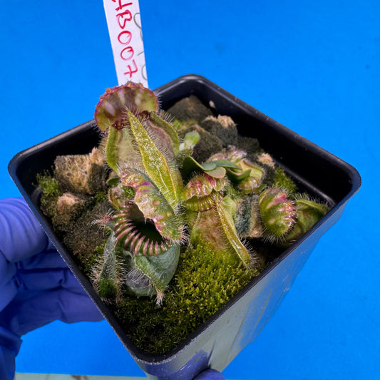 Cephalotus follicularis “Humbog” (('Hummer’s Giant’ X Self) X ‘OG Black’)