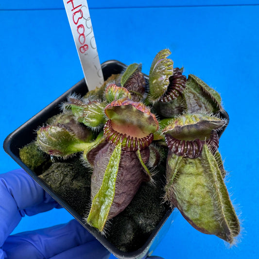 Cephalotus follicularis “Humbog” (('Hummer’s Giant’ X Self) X ‘OG Black’)