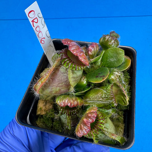 Cephalotus follicularis “Ogre” (‘OG Black’ X “Coalmine Beach”)