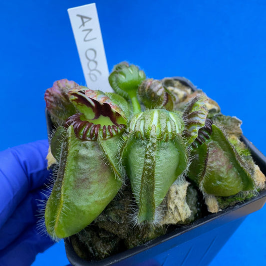 Cephalotus follicularis “Anthracite” (“Coalmine Beach” X ‘OG Black’)
