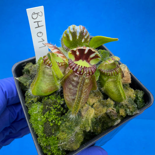 Cephalotus follicularis “Behemoth” (“UC Davis” X ‘OG Black’)