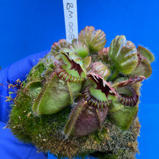 Cephalotus follicularis “Blackmine” (‘OG Black’ X “Coalmine Beach”)