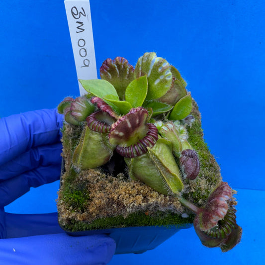 Cephalotus follicularis “Blackmine” (‘OG Black’ X “Coalmine Beach”)