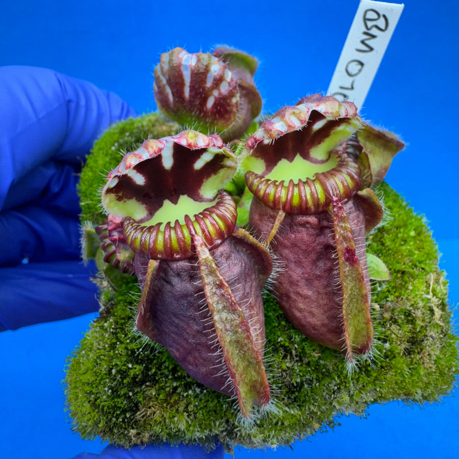 Cephalotus follicularis “Blackmine” (‘OG Black’ X “Coalmine Beach”)