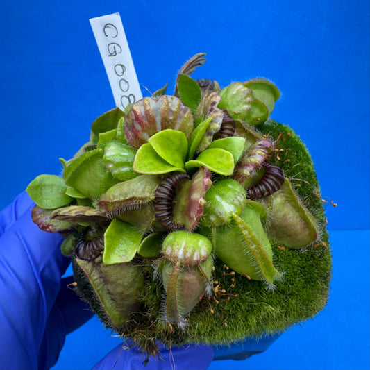 Cephalotus follicularis “Cubgod” (“UC Davis” X ‘OG Black’)