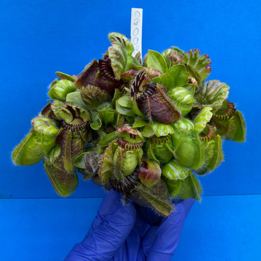 Cephalotus follicularis “Cubgod” (“UC Davis” X ‘OG Black’)