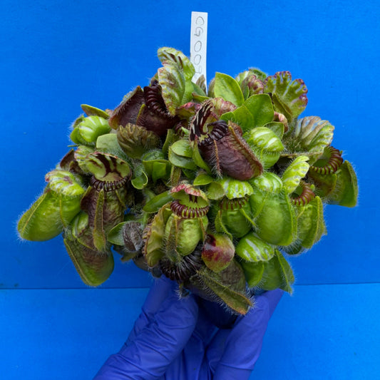 Cephalotus follicularis “Cubgod” (“UC Davis” X ‘OG Black’)