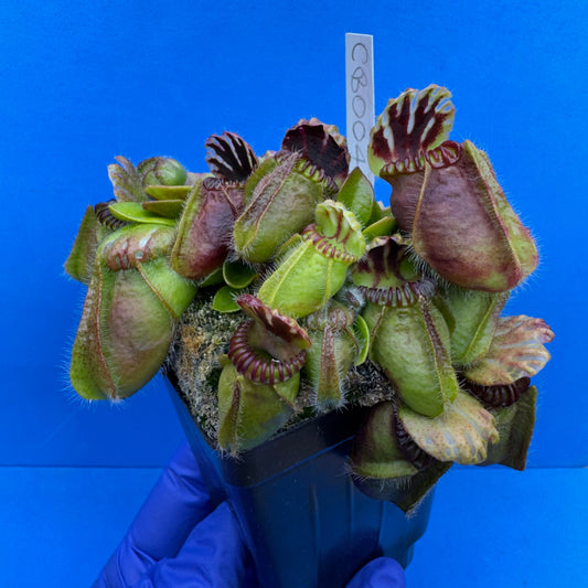 Cephalotus follicularis “Coalbog” (“Coalmine Beach” X ‘OG Black’)
