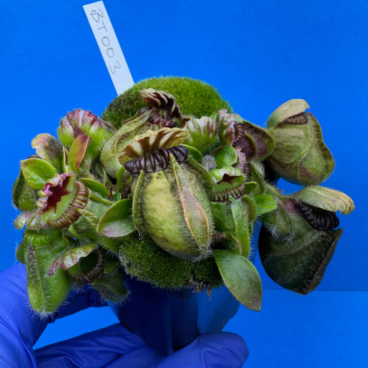 Cephalotus follicularis “Bogtanical” (‘OG Black’ X “UC Davis”)