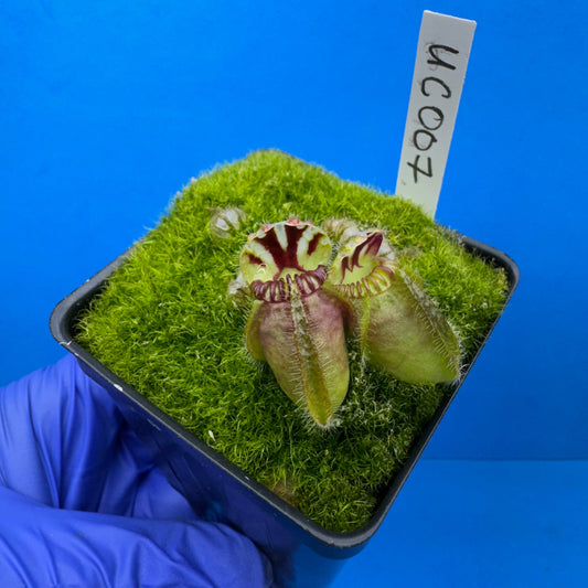 Cephalotus follicularis “UC Davis”