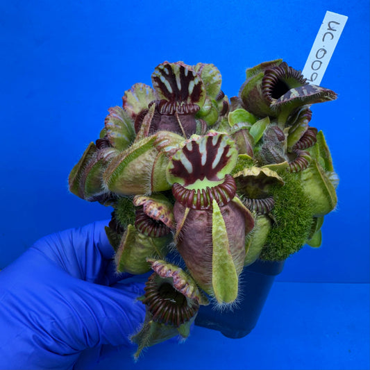 Cephalotus follicularis “UC Davis”