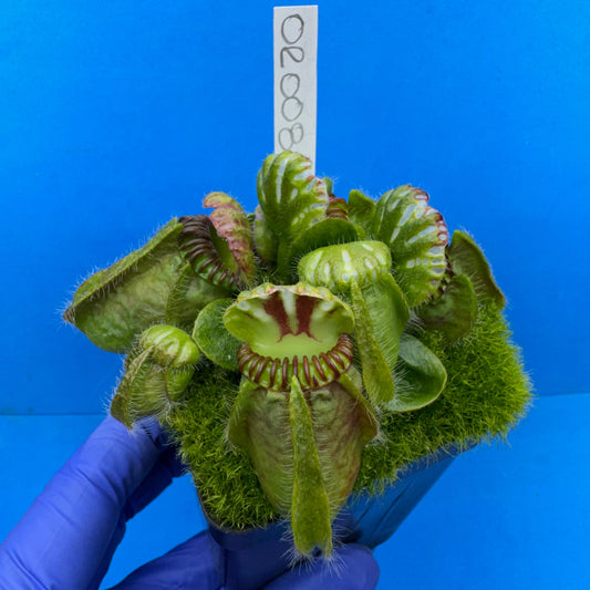Cephalotus follicularis “Ogre” (‘OG Black’ X “Coalmine Beach”)