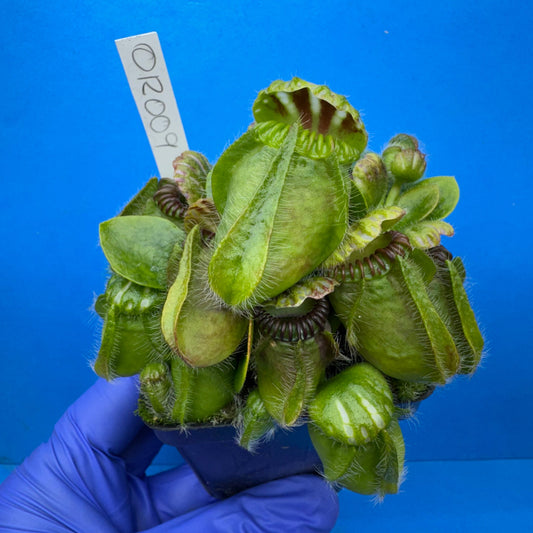 Cephalotus follicularis “Ogre” (‘OG Black’ X “Coalmine Beach”)