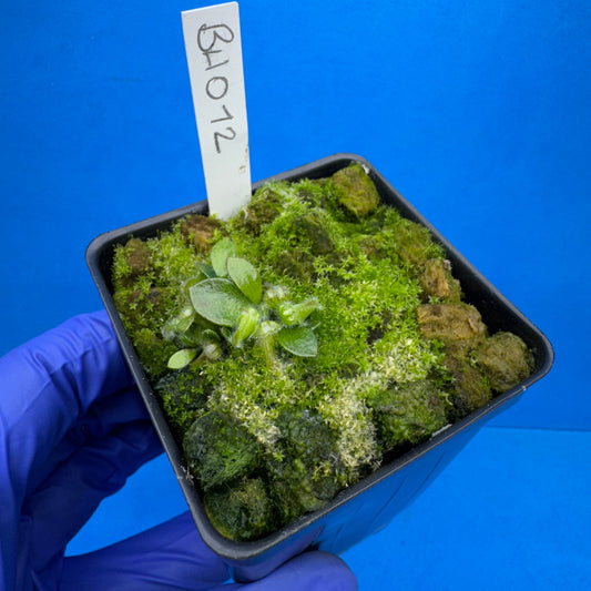 Cephalotus follicularis “Behemoth” (“UC Davis” X ‘OG Black’)