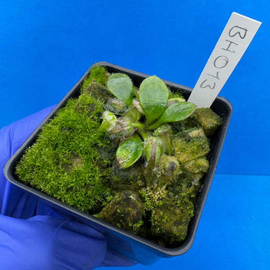 Cephalotus follicularis “Behemoth” (“UC Davis” X ‘OG Black’)
