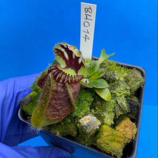 Cephalotus follicularis “Behemoth” (“UC Davis” X ‘OG Black’)