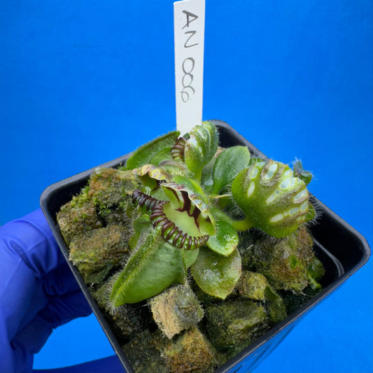 Cephalotus follicularis “Anthracite” (“Coalmine Beach” X ‘OG Black’)