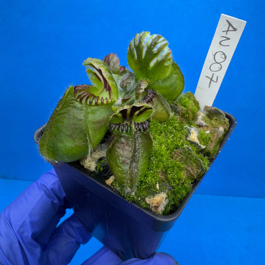 Cephalotus follicularis “Anthracite” (“Coalmine Beach” X ‘OG Black’)