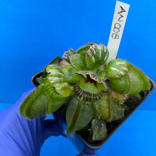 Cephalotus follicularis “Anthracite” (“Coalmine Beach” X ‘OG Black’)