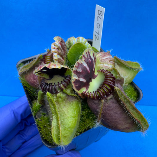 Cephalotus follicularis “Blix Goblin” (‘OG Black’ X (‘Hummer’s Giant’ X Self))