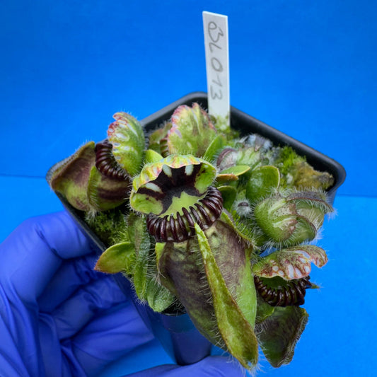 Cephalotus follicularis “Blix Goblin” (‘OG Black’ X (‘Hummer’s Giant’ X Self))