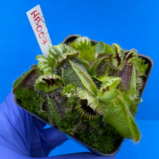 Cephalotus follicularis “Humbog” (('Hummer’s Giant’ X Self) X ‘OG Black’)