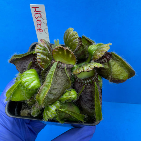 Cephalotus follicularis “Humbog” (('Hummer’s Giant’ X Self) X ‘OG Black’)