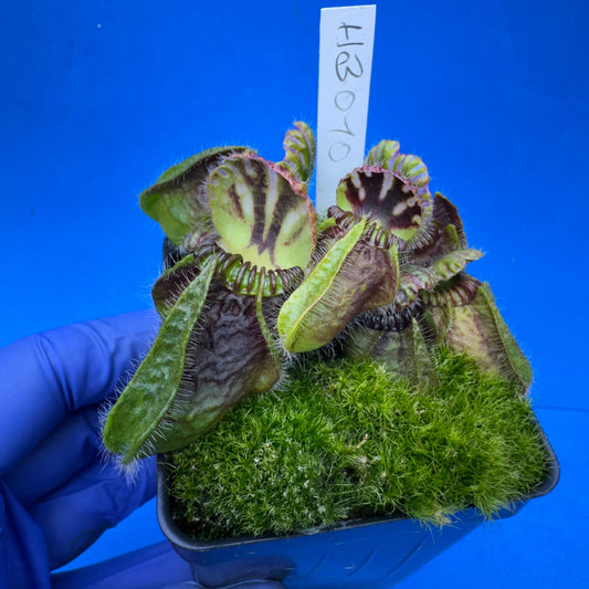 Cephalotus follicularis “Humbog” (('Hummer’s Giant’ X Self) X ‘OG Black’)