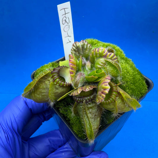 Cephalotus follicularis “Humbog” (('Hummer’s Giant’ X Self) X ‘OG Black’)