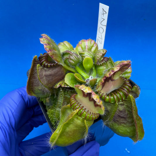 Cephalotus follicularis “Anthracite” (“Coalmine Beach” X ‘OG Black’)