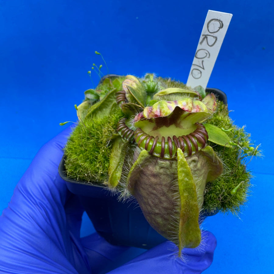 Cephalotus follicularis “Ogre” (‘OG Black’ X “Coalmine Beach”)