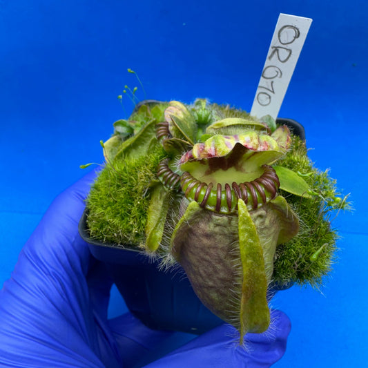 Cephalotus follicularis “Ogre” (‘OG Black’ X “Coalmine Beach”)