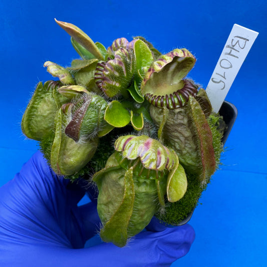 Cephalotus follicularis “Behemoth” (“UC Davis” X ‘OG Black’)