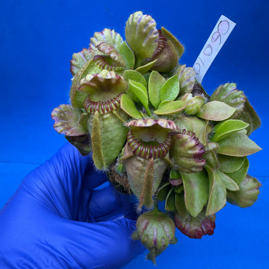 Cephalotus follicularis “Cubgod” (“UC Davis” X ‘OG Black’)