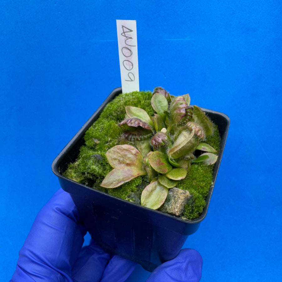 Cephalotus follicularis “Anthracite” (“Coalmine Beach” X ‘OG Black’)