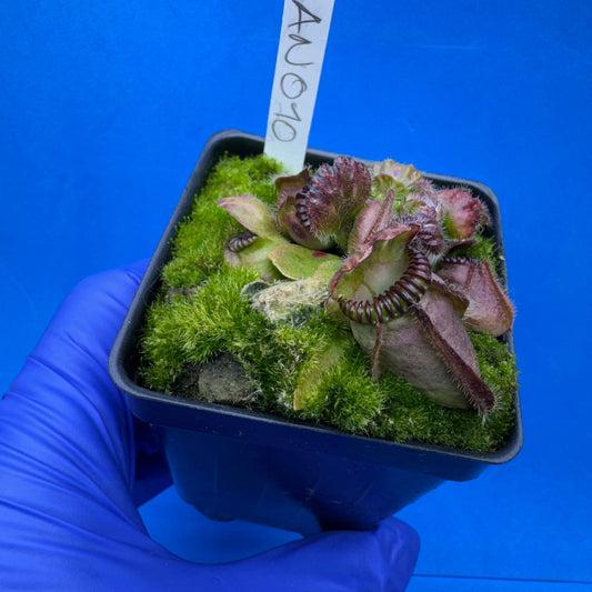 Cephalotus follicularis “Anthracite” (“Coalmine Beach” X ‘OG Black’)