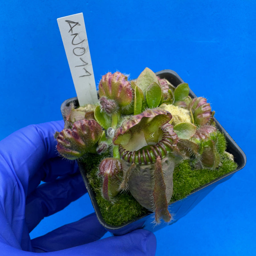 Cephalotus follicularis “Anthracite” (“Coalmine Beach” X ‘OG Black’)